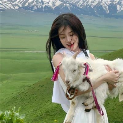 迷途之犬